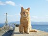 2月22日は猫の日！雑貨担当MDが選んだ、ぜひチェックしてほしい新作・食器系猫グッズ6選