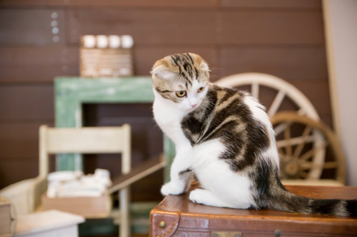 猫好きさんにはたまらない ファッション 雑貨 あれこれ猫グッズを総まとめにゃ 衣食住サービスに携わる小売 事業者のミカタ Super Delivery Media