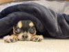 愛犬や愛猫の防寒対策！ペットのためのあったかグッズ【2023年秋冬版】