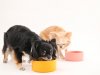 飼い主が安心してお出かけできるように提案をする「生活タイプ別」で選ぶ自動給餌器
