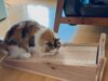 天然杉のアイテムで愛猫との生活がさらに豊かになる！杉にゃん本舗の商品を試してみました。